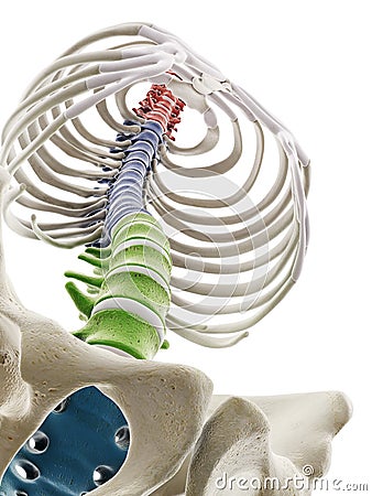 the segments of the human spine Cartoon Illustration