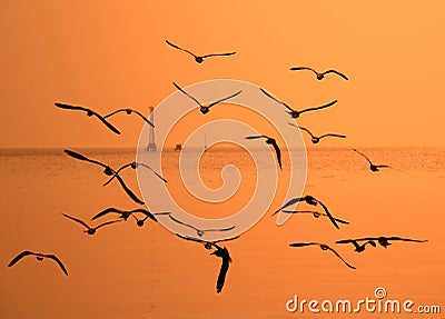 Segulls flying in the golden sky Stock Photo