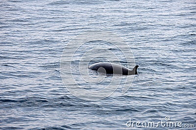 The sei whale - Balaenoptera borealis Stock Photo
