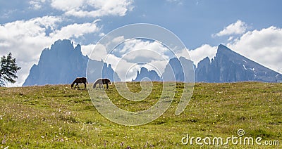 Seiser Alm Alpe di Siusi with Langkofel mountain Sassolungo & Sassopiatto mountain ranges high mountain plateau Stock Photo