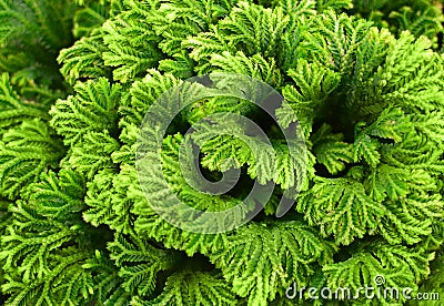 Selaginella fern close up, spike moss background. Stock Photo