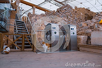 Turnstiles and cats in near terrace houses restoration site in Ephesus ruins, historical ancient Roman archaeological sites Editorial Stock Photo