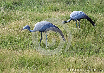 Seldom picture of a Blue crane walking through the savannah grass of the Etosha National park in northern Namibia Stock Photo