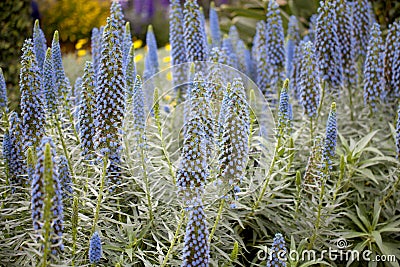Select Blue Pride-of-Madeira (Echium candicans) Stock Photo
