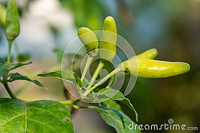 The Select focus Close up shot of a green chilli tree in the garden Stock Photo