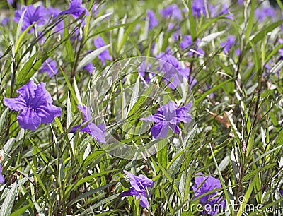 Select focus flowers of bush violet and purple flowers, abstract soft floral background Stock Photo