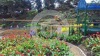 Selecta flower garden Editorial Stock Photo