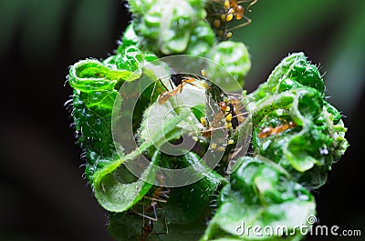 A selected focus of ant on defected leaves which may have something sweet Stock Photo