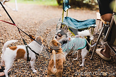Selected focus group of chihuahua pedigree family of three playing together. Stock Photo