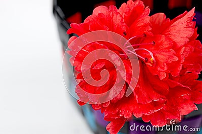 Selected focus of red hibicus flower Stock Photo