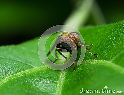 Selected focus of single colorful fly on a fresh green leaf Stock Photo