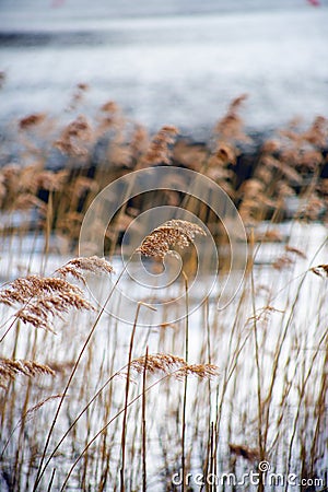Selected focus on yellow water reeds during autumn Stock Photo