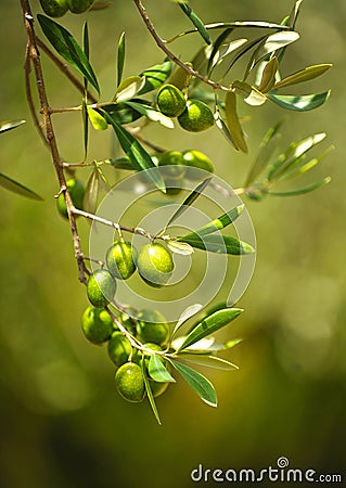 Selected olives, olive oil, Andalusia, Spain Stock Photo