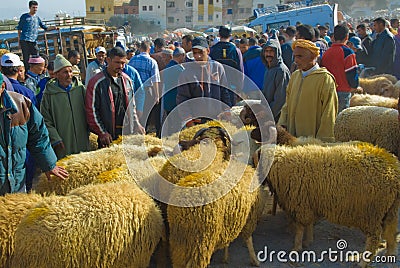 Selecting a sheep for the sacrifice of Eid al-Adha Editorial Stock Photo