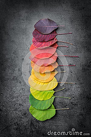 Selection of colorful autunm leaves Stock Photo