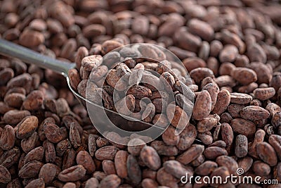 Selection of completed cocoa seeds must be dried before into sac Stock Photo