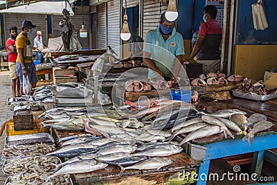 Selection of different fish at the daily fresh fish market at Hikkaduwa, Sri Lanka Editorial Stock Photo