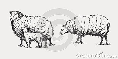 A selection of silhouettes of sheep and domestic animals drawn by hand with a pen. Illustration on an isolated background in retro Cartoon Illustration