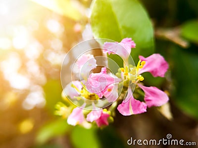 Selection soft focus on the yellow pollen of beautiful pink flowers. Pink flowers with bokeh nature light background. Stock Photo