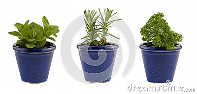 Selection of three herbs mint, rosemary and parsley in small blue pots Stock Photo