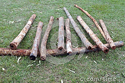 Selection of unprepared Didgeridoos on the ground Stock Photo