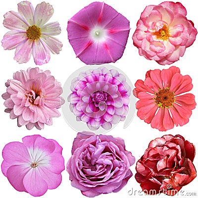 Selection of Various Flowers Isolated Stock Photo