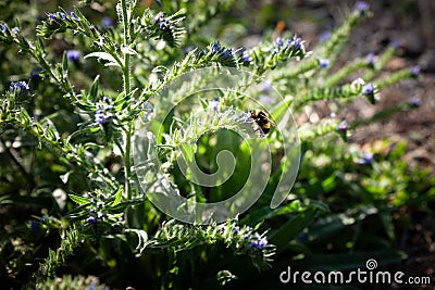 Selective blur on a Bumblebee bee foraging, gathering nectar and pollinizing the blossom of a flower in summer. The bumblebee is a Stock Photo