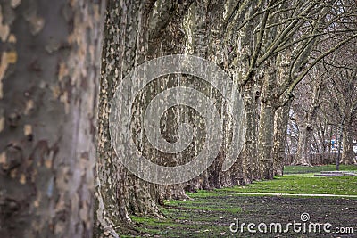 Selective blur on a row of plane trees, an alignment of trunks from the platanus genus, in a public park, in winter Stock Photo