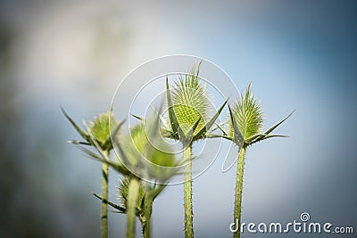 Selective blur of an uripe green milk thistle, in summer. The thistle, or silybum marianium, is a spike wild flower present Stock Photo