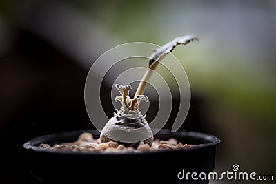 Selective center focus cactus in pot. macro Stock Photo