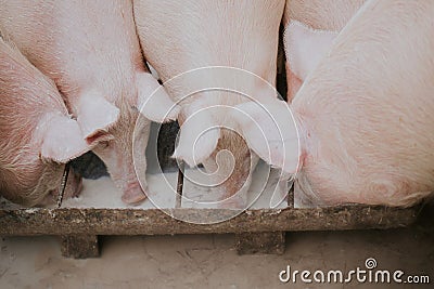 Selective closeup shot of a group of pink pigs eating Stock Photo