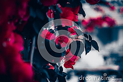 Selective color of red bougainvillea bush in blossom. Extreme shallow depth of field Stock Photo