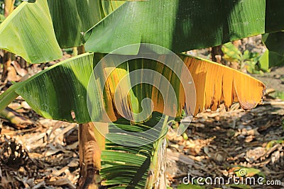 Selective focus of a banana plant affected by deadly Fusarium wilt disease Tropical Race 4 fungus Stock Photo