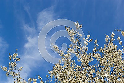 Selective focus of beautiful branches of cherry blossoms on the tree under blue sky, Beautiful Sakura flowers during spring season Stock Photo