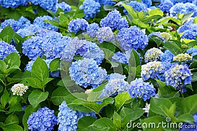 Selective focus on beautiful bush of blooming blue and purple Hydrangea or Hortensia flowers. Stock Photo