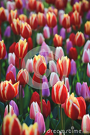 Colorful tulips at garden from Netherlands Stock Photo