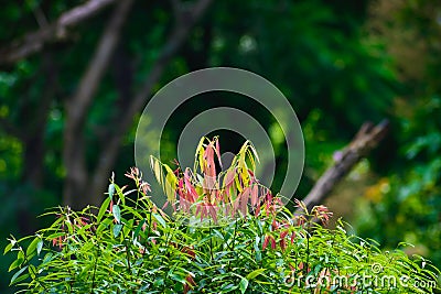 Selective Focus: Beautiful pink, green and yellow leaves on blur forest greenery background. Stock Photo