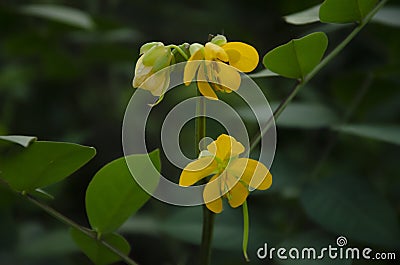 Selective focus on beautiful SENNA OCCIDENTALIS plant with yellow flowers and green leaves. Stock Photo