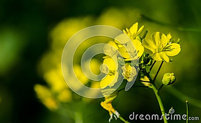 Selective focus of the beautifully blossomed yellow perennial wall-rocket flowers Stock Photo