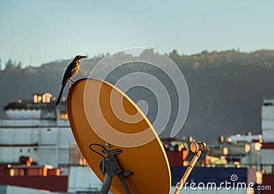 Selective focus of a bird perched on an orange satellite tv dish Stock Photo