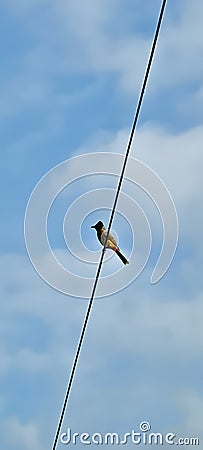 Selective focus on a bird sitting on vire Stock Photo