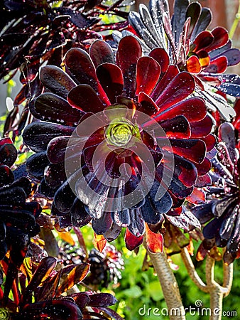 black Aeonium arboreum 'Zwartkop' (Black Rose) with blurred backgrounf Stock Photo