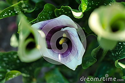 Selective focus of blooming calla flower. Stock Photo