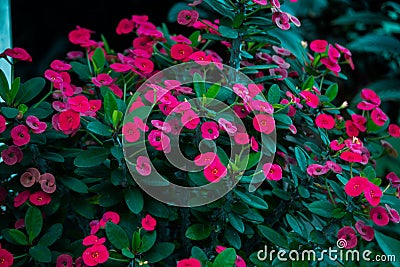 Selective focus of blooming Euphorbia Pink shrub Stock Photo