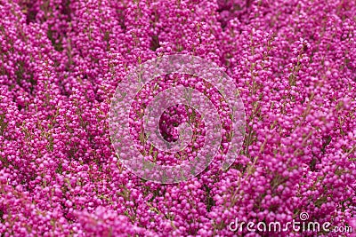 Selective focus on blooming showy pink Calluna vulgaris (heather, ling) Stock Photo