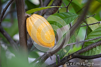 selective focus bright yellow cocoa fruit on a mature cocoa plantation in Asia village fresh green leaf background Stock Photo