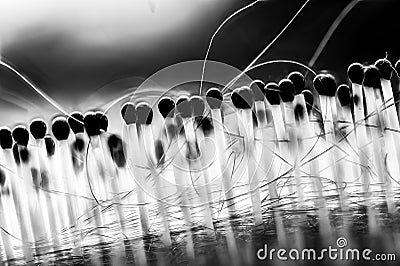 Selective focus on bristles of a hairbrush with tangled hair Stock Photo