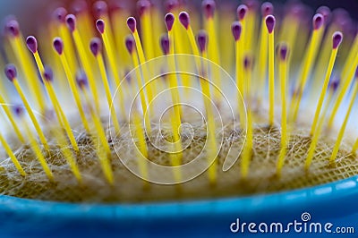 Selective focus on bristles of a hairbrush with tangled hair Stock Photo