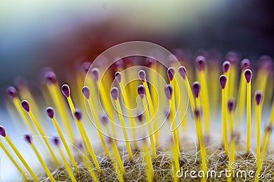 Selective focus on bristles of a hairbrush with tangled hair Stock Photo