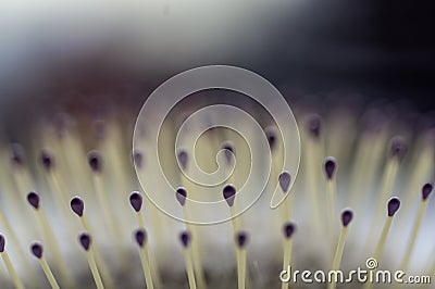 Selective focus on bristles of a hairbrush with tangled hair Stock Photo